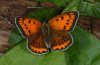 Lycaena dispar: Weibchen [S]