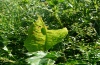 Lycaena dispar: Fully-grown larva with typical feeding pattern (Künzelsau, 09/08/2012) [N]