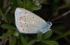 Polyommatus dorylas: Falter (Askion-Gebirge, Griechenland, Mai 2010)