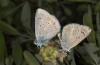 Polyommatus dorylas: Mating (N-Greece, Siatista, early June 2021) [N]