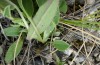 Polyommatus dorylas: Ei (Ungarn, Veszprem, Ende Juli 2020) [M]