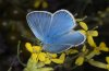 Polyommatus dorylas: M�nnchen (Askion-Gebirge, Nordgriechenland, Ende Mai 2010)