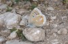 Polyommatus dorylas: Female (SW-Bulgaria, S-Pirin mountains, Orelek. July 2015) [N]
