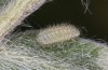 Polyommatus eros: L2-larva (e.o. rearing, Switzerland, Valais, Täschalpe, 2300m, eggs found in mid-July 2022) [S]