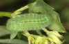 Polyommatus eros: Larva (e.o. rearing, Switzerland, Valais, Täschalpe, 2300m, eggs found in mid-July 2022) [S]