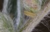 Polyommatus eros: L1-larva (e.o. rearing, Switzerland, Valais, Täschalpe, 2300m, eggs found in mid-July 2022) [S]