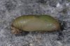 Polyommatus eros: Pupa (Valais, Switzerland) [S]