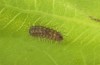 Satyrium esculi: Larva L1 (e.o. rearing, S-France, Provence, Ste. Baume, 2010) [S]