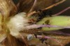 Polyommatus eumedon: Young larva (Stuttgart, July 2022) [S]