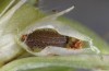Polyommatus eumedon: Larva in the third instar (Stuttgart, July 2022) [S]