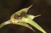 Polyommatus eumedon: A larva in the third instar feeding within the fruit of Geranium palustre (Stuttgart, July 2022) [S]