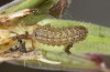 Polyommatus eumedon: Larva in the third instar (Stuttgart, July 2022) [S]