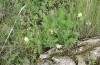 Polyommatus eumedon: Habitat with Erodium hartvigianum (N-Greece, Siatista, early June 2019) [N]