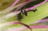 Polyommatus eumedon: Larva in the first instar has eaten itself into the ovary (Stuttgart, late June 2022) [S]