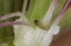 Polyommatus eumedon: Eischlupf (Stuttgart, Ende Juni 2022) [S]