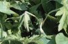 Polyommatus eumedon: Fra�bild