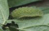 Polyommatus eumedon: Raupe