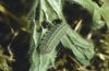 Polyommatus eumedon: Raupe