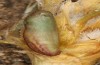 Polyommatus eurypilus: Puppe (e.l. Griechenland, Taygetos, Raupenfund am 08. Juni 2021) [S]