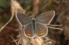Polyommatus eurypilus: Weibchen (e.l. Griechenland, Taygetos, Raupenfund am 08. Juni 2021) [S]