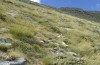 Polyommatus eurypilus: Habitat (S-Peloponnese, Mount Taygetos, 2100m, early August 2019) [N]