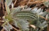 Polyommatus eurypilus: Raupe (Griechenland, Taygetos, 08. Juni 2021) [S]