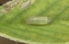 Polyommatus fabressei: L2 larva (Spain, Moscardon near Teruel) [S]