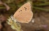 Polyommatus fabressei: Female (Spain, Moscardon near Teruel) [S]