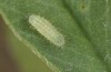 Polyommatus fabressei: L2 larva (Spain, Moscardon near Teruel) [S]