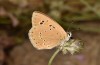 Polyommatus fabressei: Female (Spain, Moscardon near Teruel) [S]