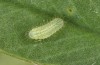 Polyommatus fabressei: L2 larva (Spain, Moscardon near Teruel) [S]