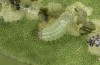 Polyommatus fabressei: L2 larva (Spain, Moscardon near Teruel) [S]