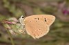 Polyommatus fabressei: Female (Spain, Moscardon near Teruel) [S]