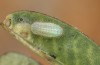 Polyommatus fabressei: Young larva in spring (Spain, Moscardon near Teruel) [S]