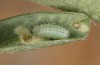 Polyommatus fabressei: Young larva in spring (Spain, Moscardon near Teruel) [S]
