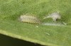 Polyommatus fabressei: Young larva in spring (Spain, Moscardon near Teruel) [S]
