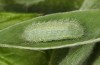 Polyommatus fabressei: Half-grown larva (Spain, Moscardon near Teruel) [S]