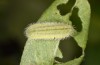 Polyommatus fabressei: Half-grown larva (Spain, Moscardon near Teruel) [S]