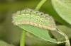 Polyommatus fabressei: Larva (Spain, Moscardon near Teruel) [S]