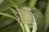 Polyommatus fabressei: Larva (Spain, Moscardon near Teruel) [S]