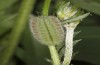 Polyommatus fabressei: Larva (Spain, Moscardon near Teruel) [S]
