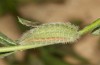 Polyommatus fabressei: Larva (Spain, Moscardon near Teruel) [S]