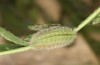 Polyommatus fabressei: Larva (Spain, Moscardon near Teruel) [S]
