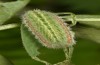 Polyommatus fabressei: Larva (Spain, Moscardon near Teruel) [S]