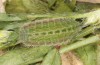 Polyommatus fabressei: Larva (Spain, Moscardon near Teruel) [S]