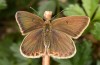 Polyommatus fabressei: Female (Spain, Moscardon near Teruel) [S]