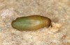 Polyommatus fabressei: Pupa (Spain, Moscardon near Teruel) [S]