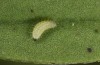 Polyommatus fabressei: L1 larva (Spain, Moscardon near Teruel) [S]