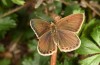 Polyommatus fabressei: Female (Spain, Moscardon near Teruel) [S]