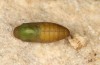 Polyommatus fabressei: Pupa (Spain, Moscardon near Teruel) [S]